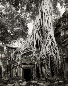 ancient-trees-beth-moon-13